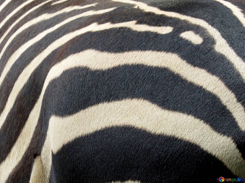 Die Textur der Wolle Zebra №45107