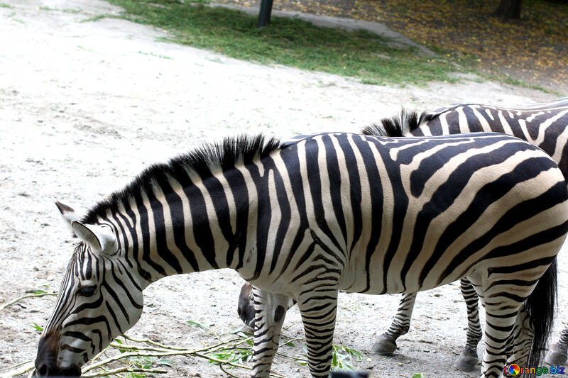 Zebras №45856