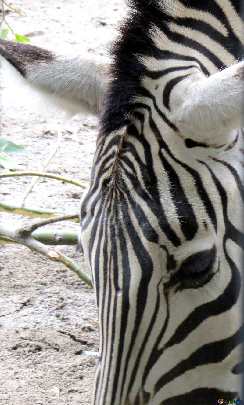 Muzzle Zebra №45093
