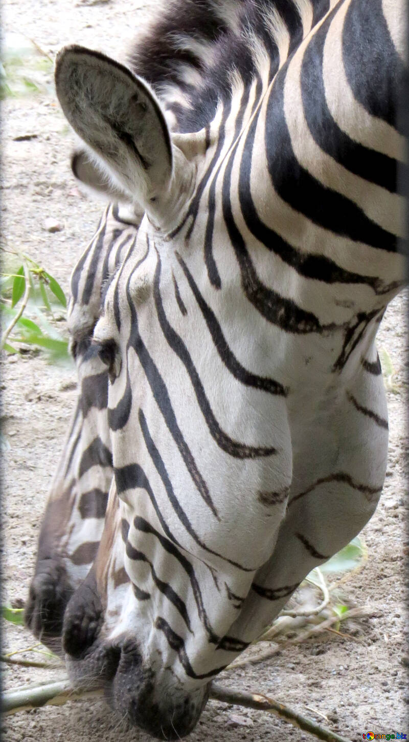 Zebra focinho №45094