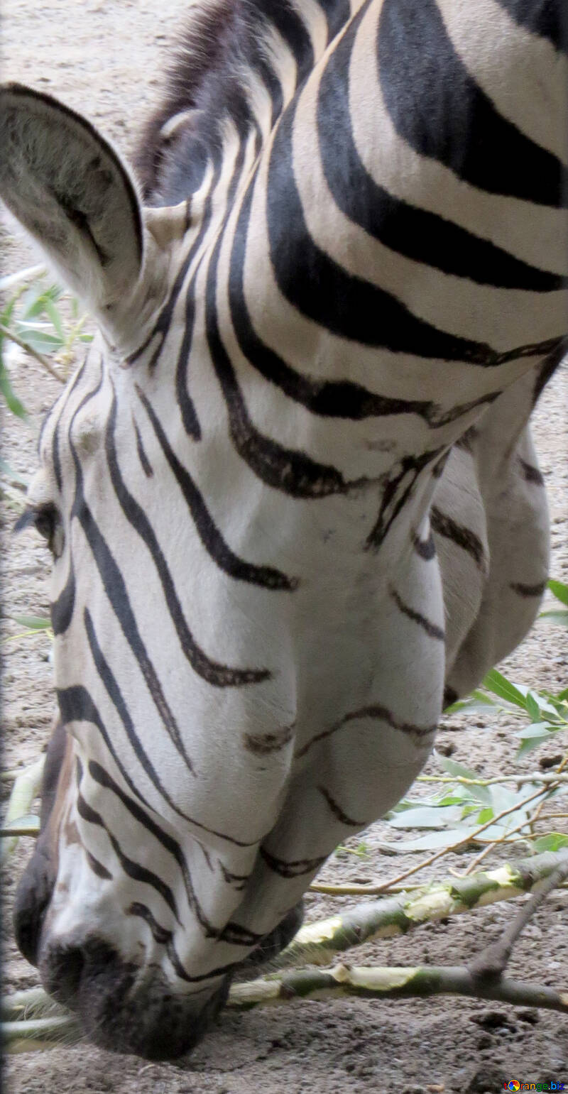 Zebra focinho №45096