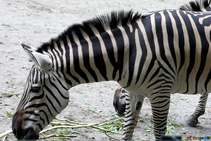 Zebra focinho №45854