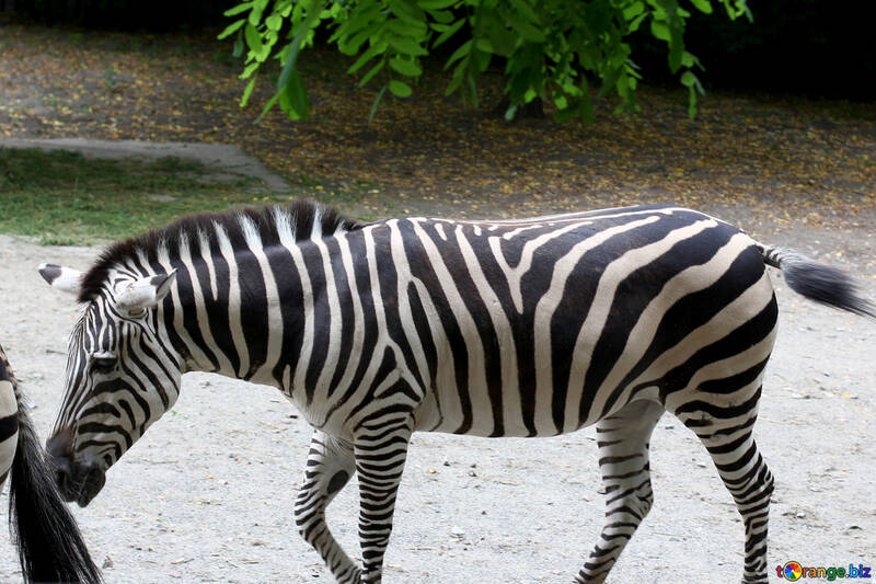 Zebra №45852