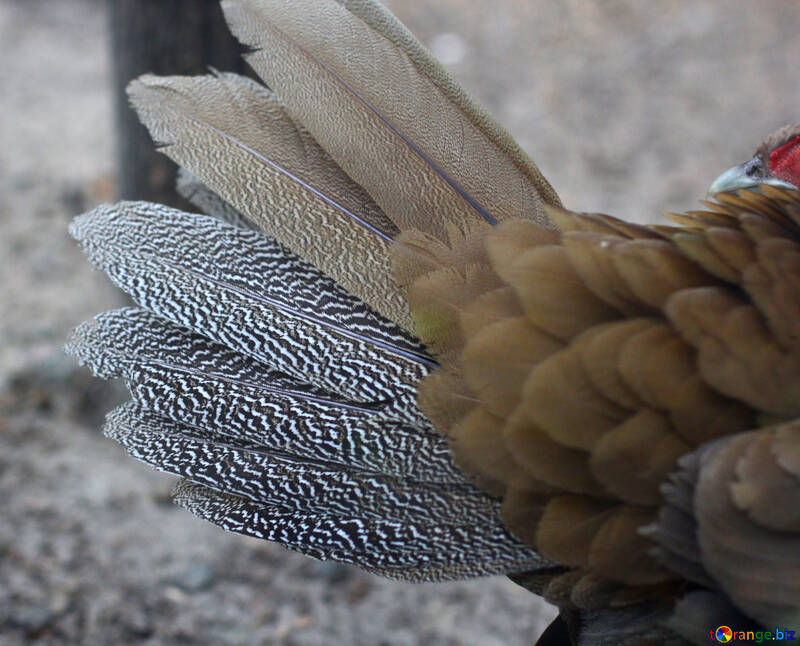 Feathers Bird Tail №45423