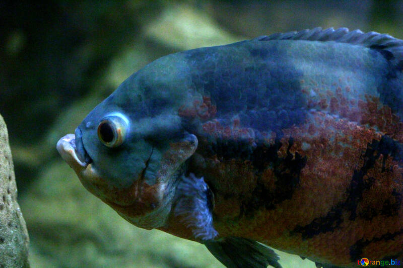 Big fish in aquarium №45547
