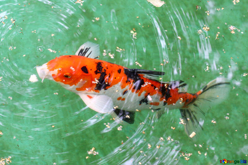 Decorative koi carp fish №45814