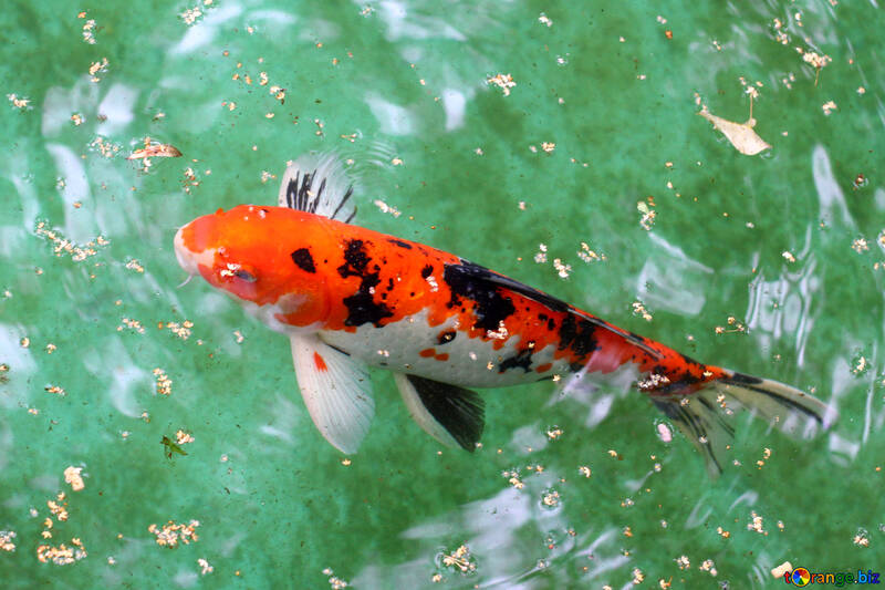 Decorative koi carp fish №45815