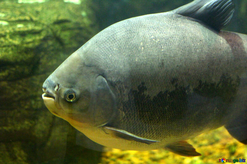 Big poissons dans l`aquarium №45553