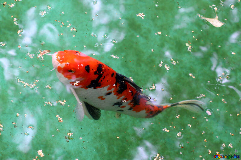 Decorative koi carp fish №45816