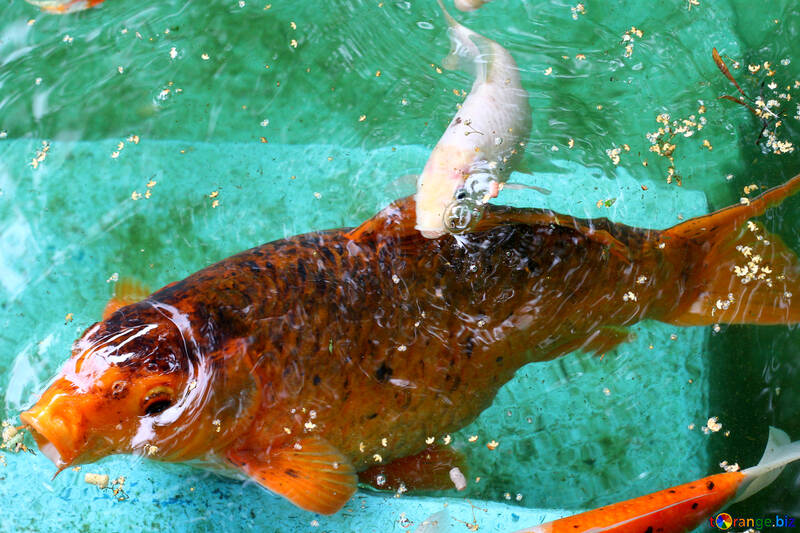 Decorative koi carp fish №45830