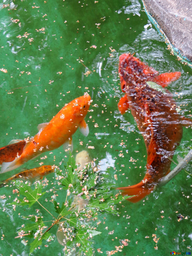 池の赤い魚 №45050