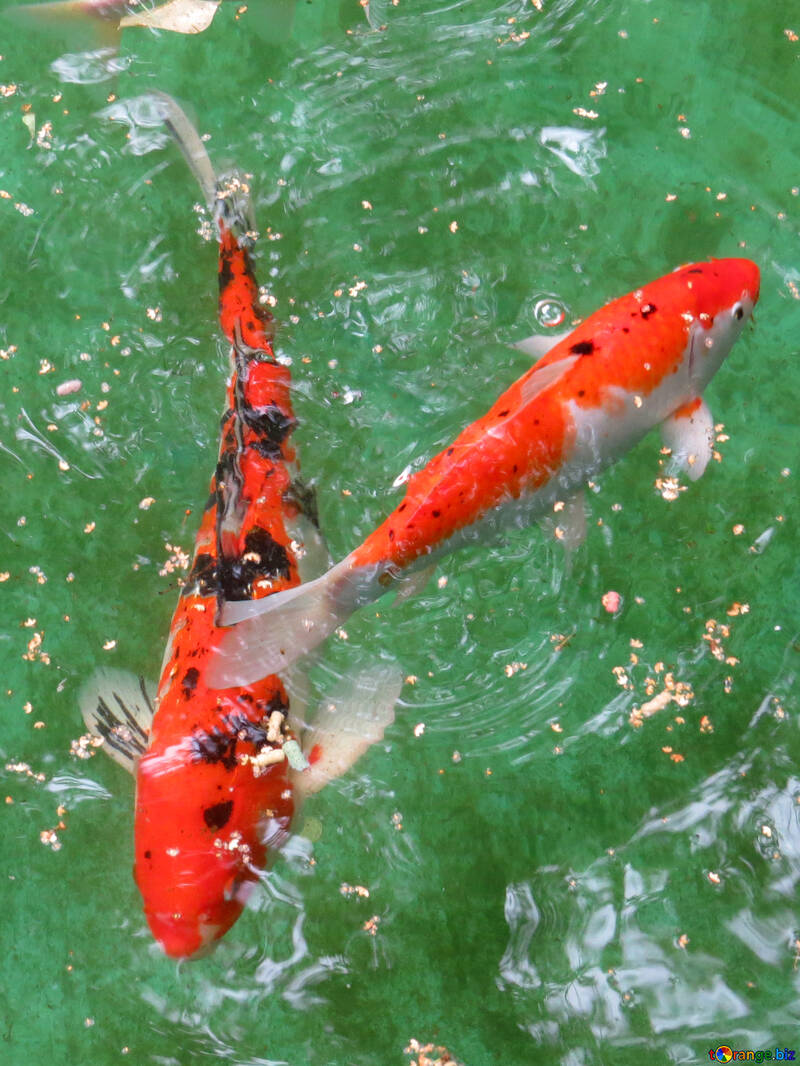 Rote Fische im Teich №45054