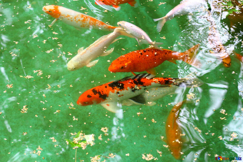 Peixes vermelhos na lagoa №45800