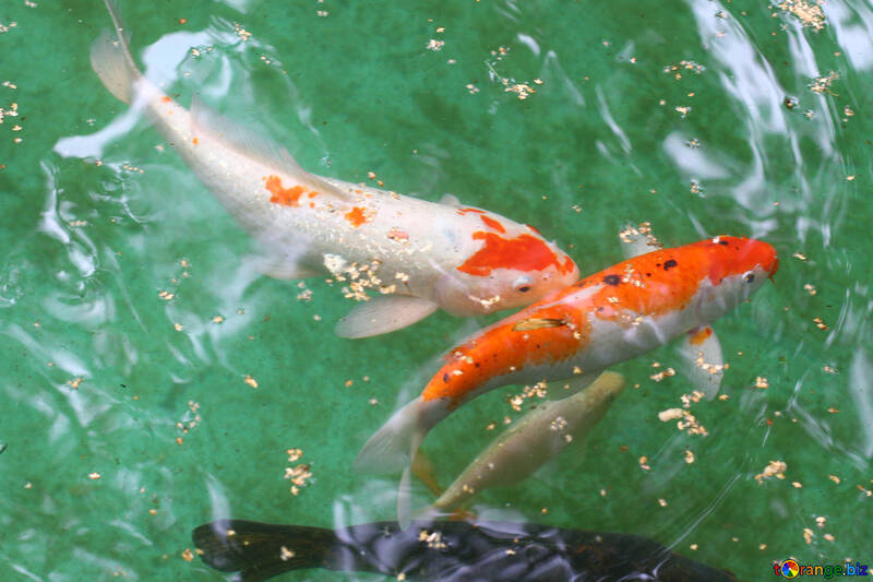 Rote Fische im Teich №45811