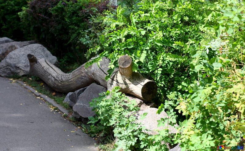 Bench of the fallen tree №45861