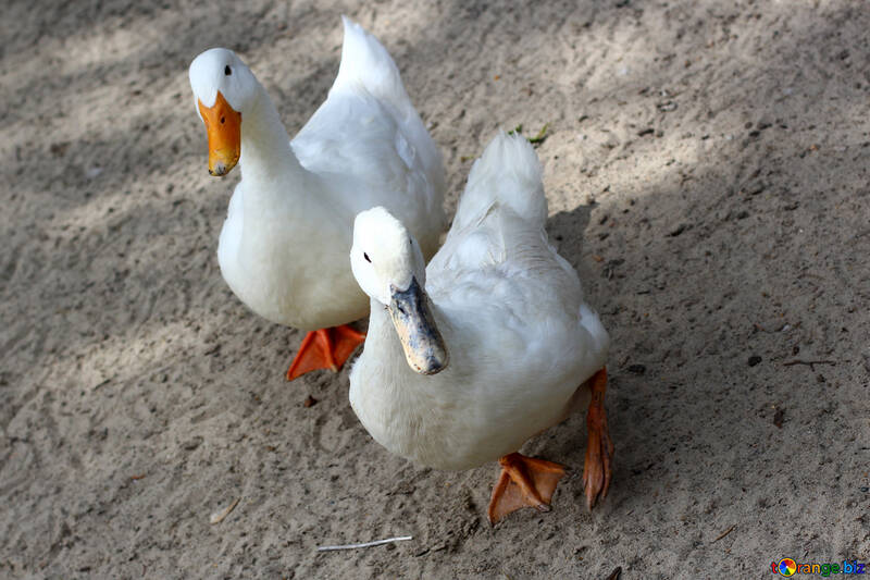 White geese №45888