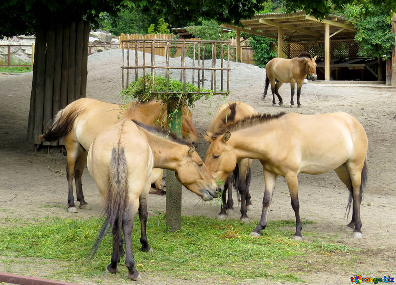 Wild horses in the zoo №45304