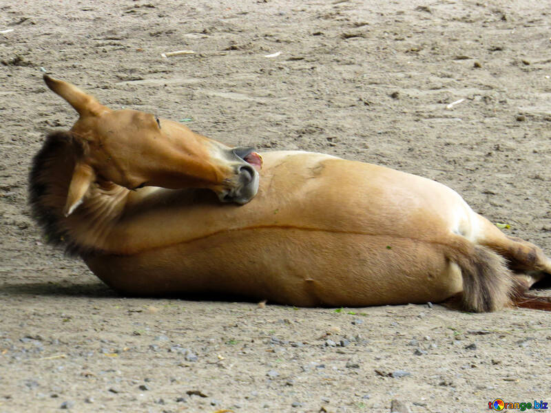 Cavallo selvaggio si trova nella sabbia №45310