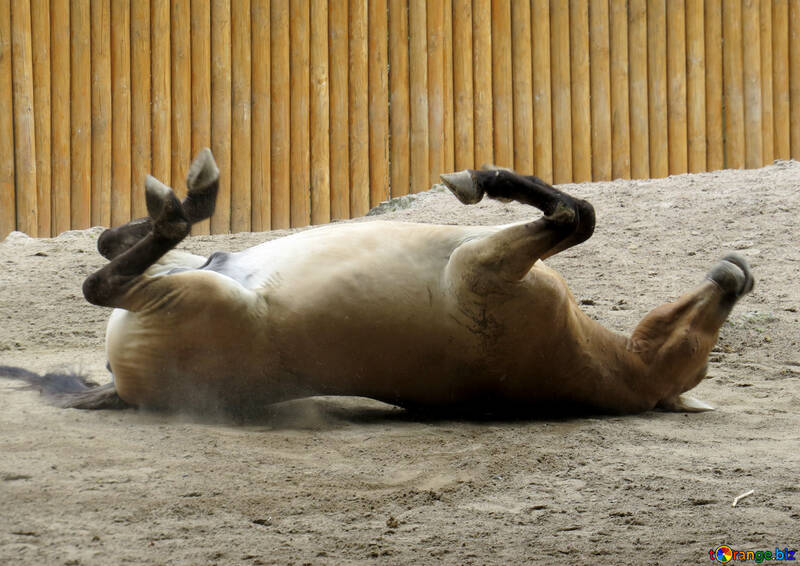 砂の中に横たわっている野生の馬 №45284