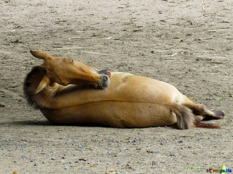 Wildes Pferd in den Sand liegend №45312