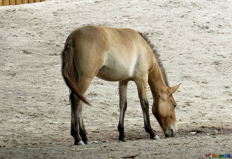 Przewalski`s horse №45276
