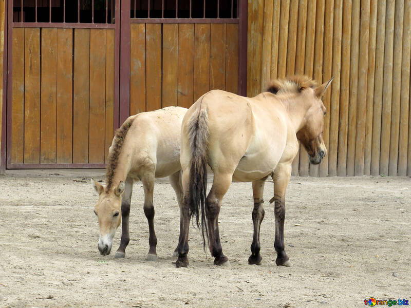 Przewalski`s horse №45308