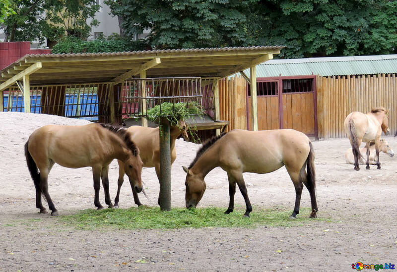 Wild horses in the zoo №45300