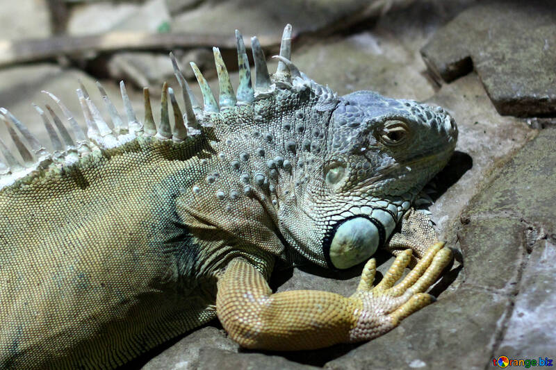Muzzle iguanas №45544