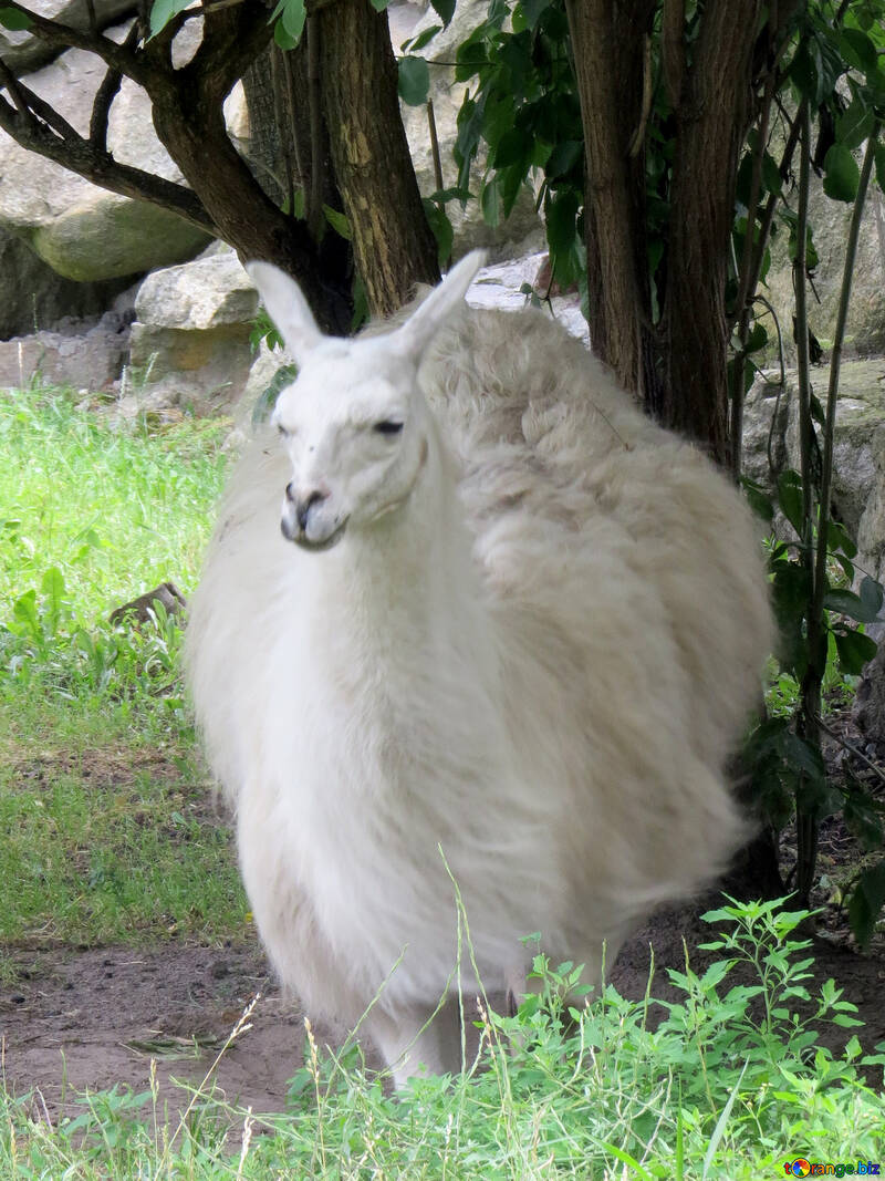 White Lama №45270