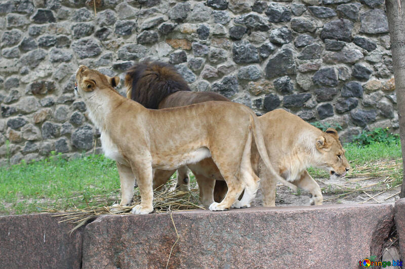 famille lions №45484