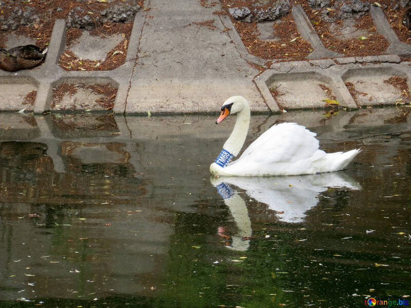 Swan with ring №45227