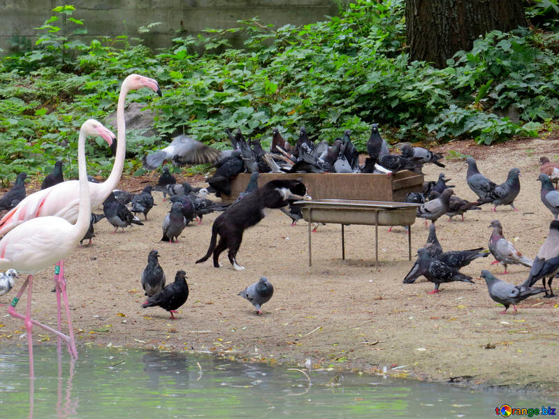 Flamingos im Zoo №45315