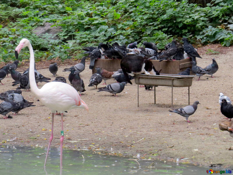 Flamingos im Zoo №45316