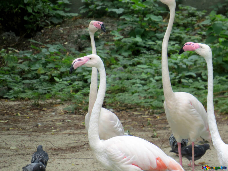Flamingos at the zoo №45318