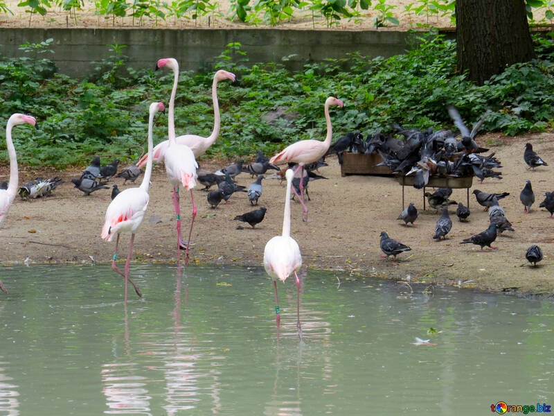 Flamingos im Zoo №45331