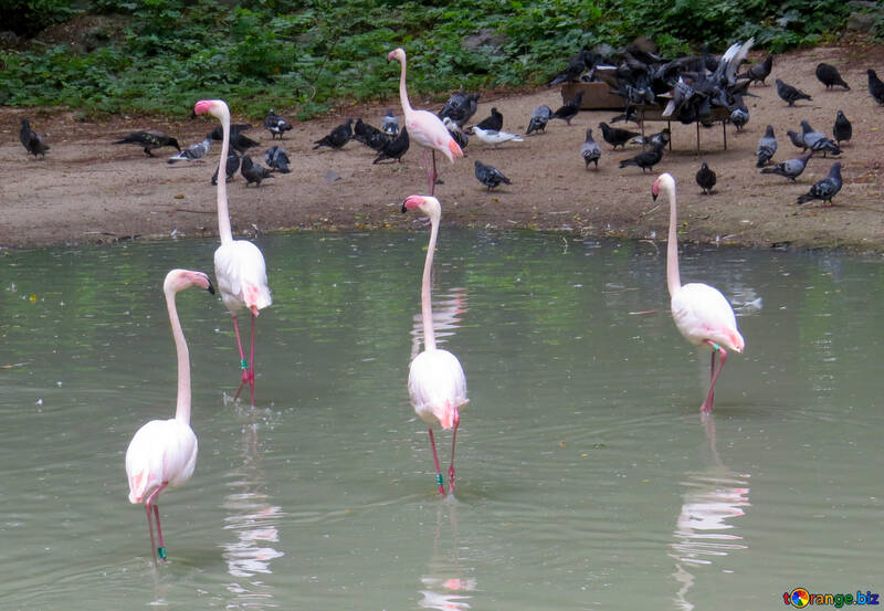 Pink flamingos №45326