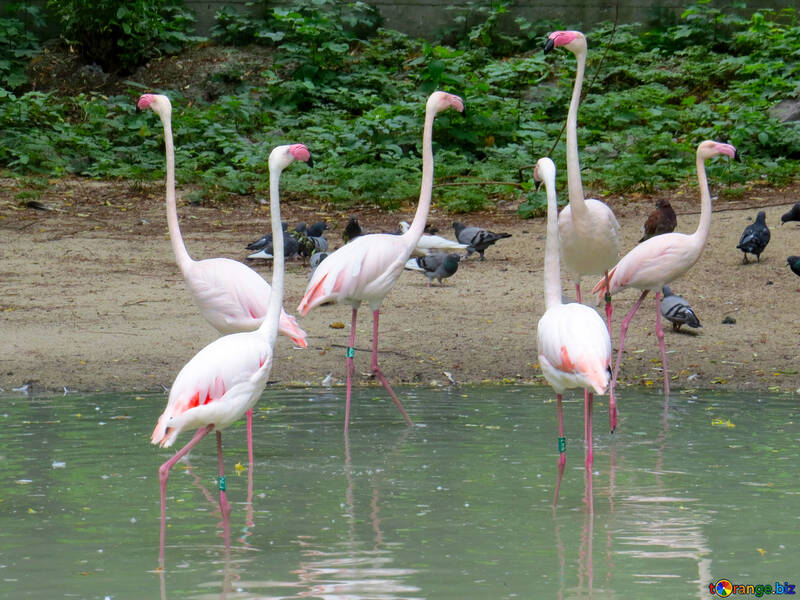 Pink flamingos №45328