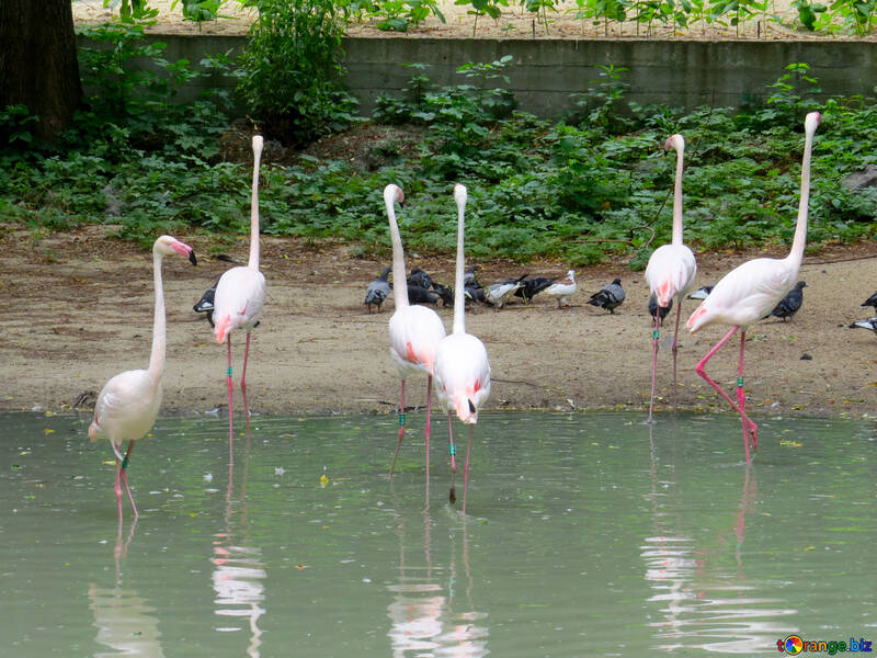 Pink flamingos №45329