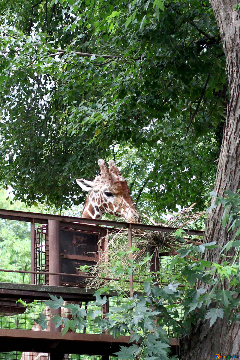 A cabeça de uma girafa №45771