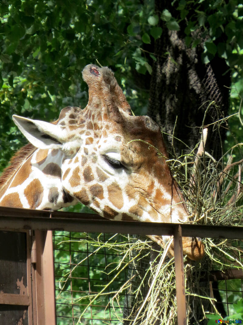 Muzzle of a giraffe №45044