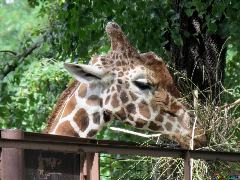 Muzzle of a giraffe №45045