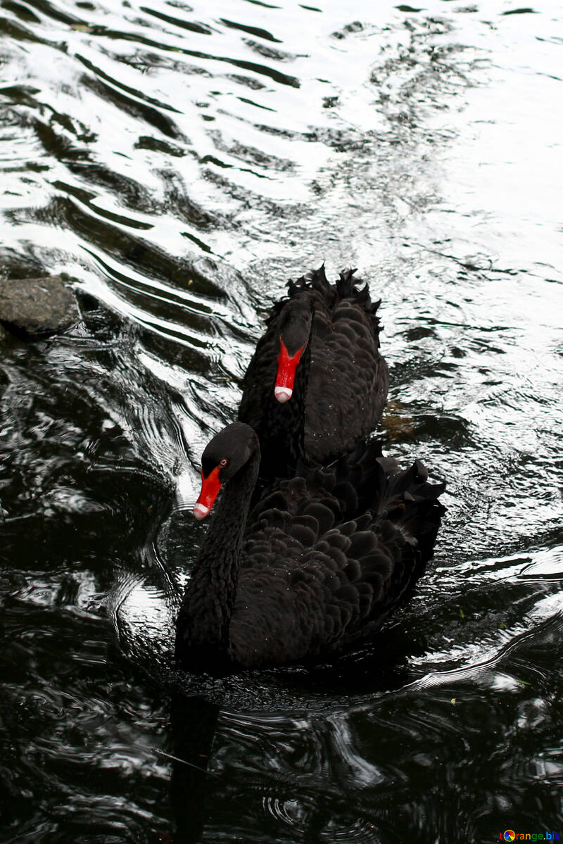 Cisne negro en el agua №45963