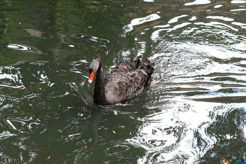 Cisne negro en el agua №45972