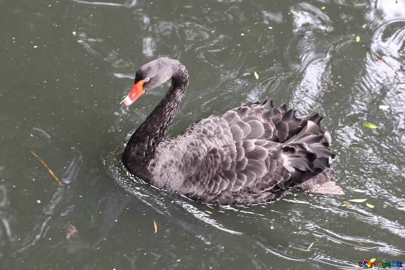 Cisne negro en el agua №45975