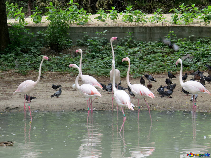 Flamingos im Zoo №45317