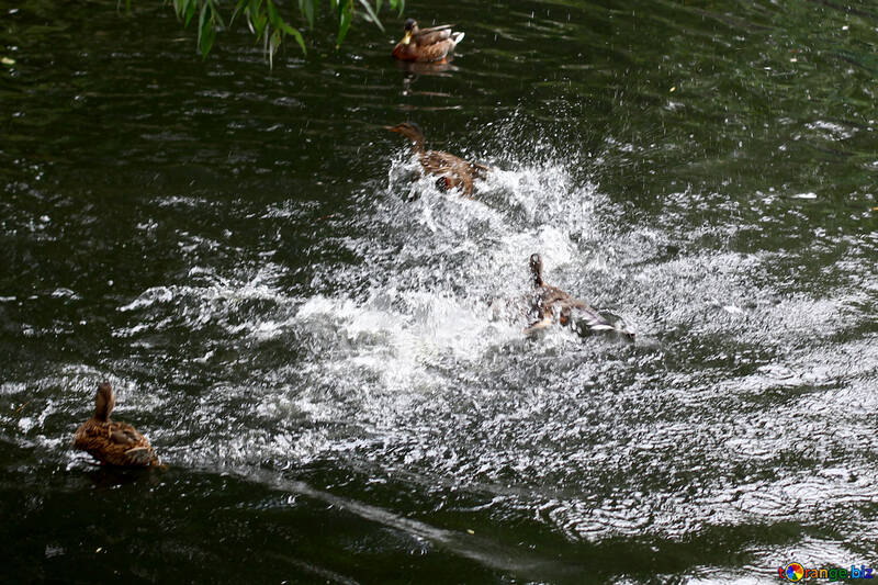 Aves lutam água №45942