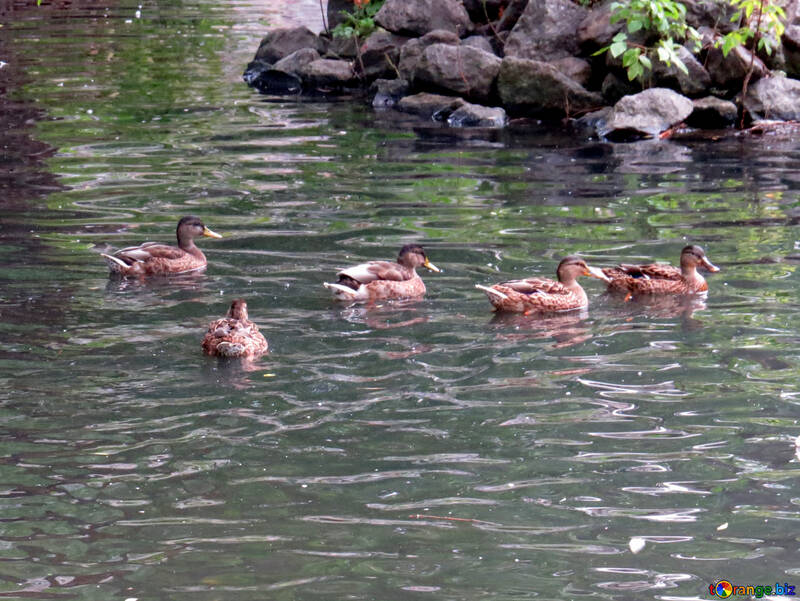 Pájaros en el agua №45176