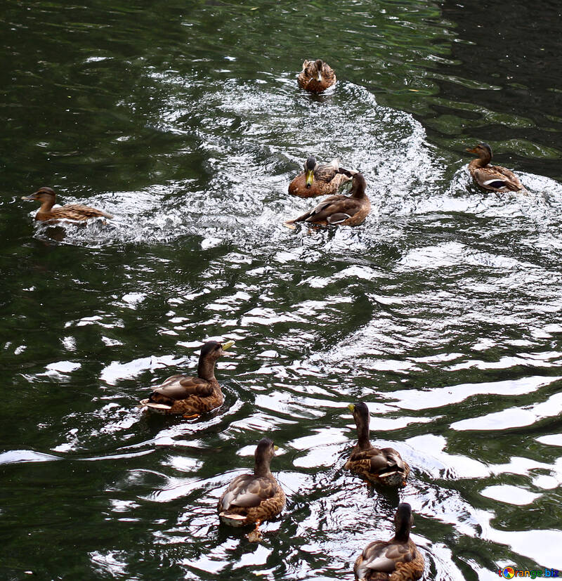 Vögel auf dem Wasser №45943