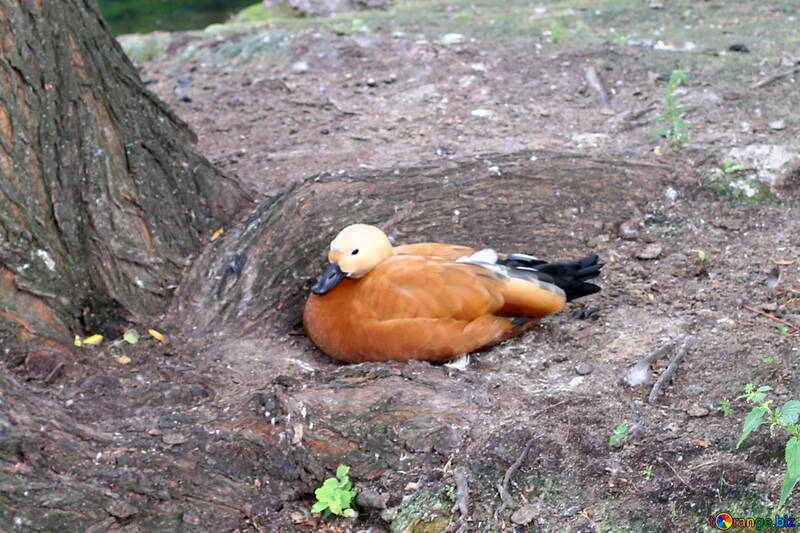 Ogar orange red duck №45953