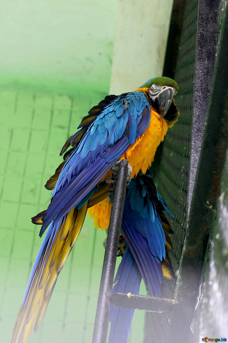 Arara azul amarelo papagaios №45985